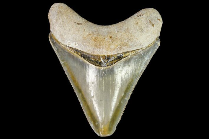 Serrated, Fossil Megalodon Tooth - Florida #110458